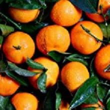 fruit