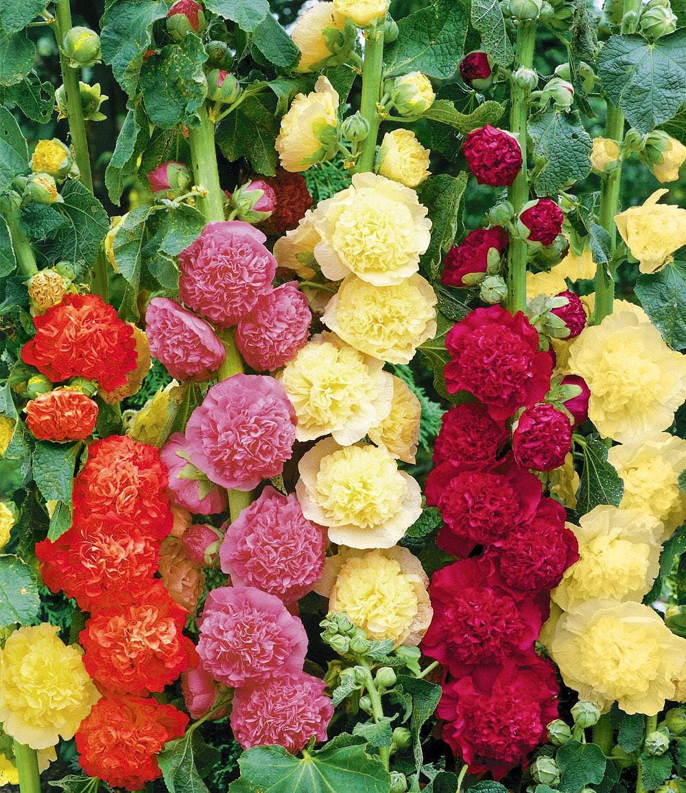 Hollyhock Double Mix - Stock Rose -...