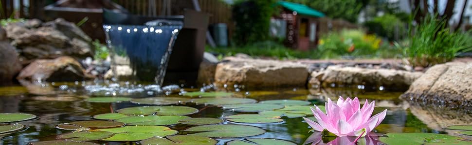 pond lily bloom pad garden 77020