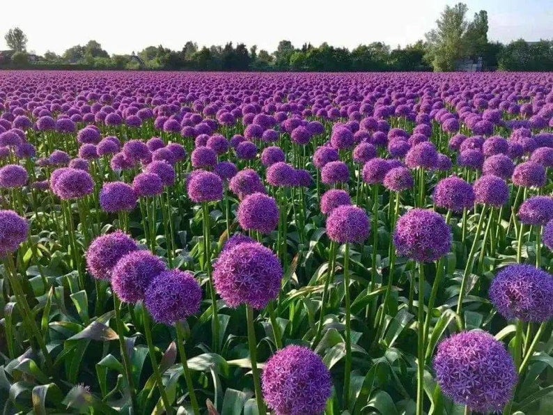 20 Giant Ball Onion Allium Christophii Huge Hardy Perennial Seeds CW91008 image 3