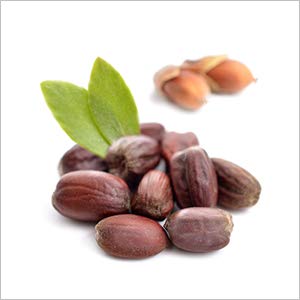 Jojoba Seeds