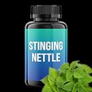 stinging nettle