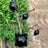 Plant Root Growing Box (9 pcs)
