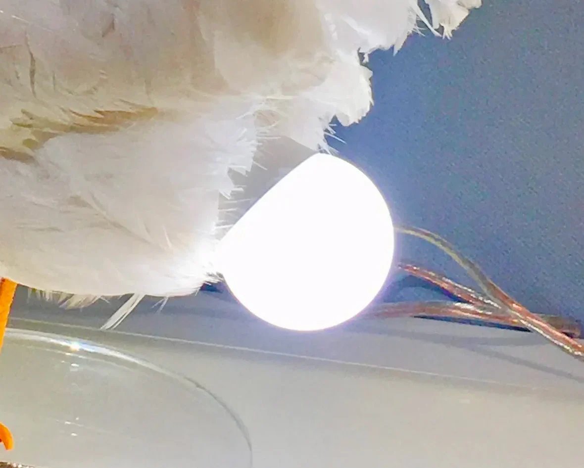 Taxidermy Chicken Egg Lamp