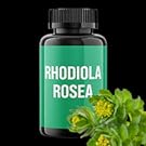 rhodiola rosea