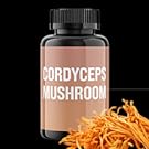 cordyceps mushroom